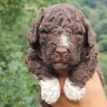 Truffle, brown white Lagotto Romagnolo en venta