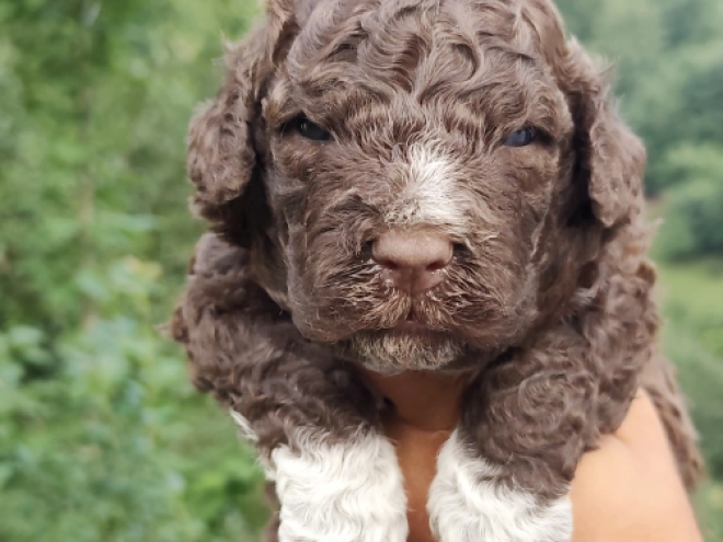 Lagotto Romagnolo puppy for sale