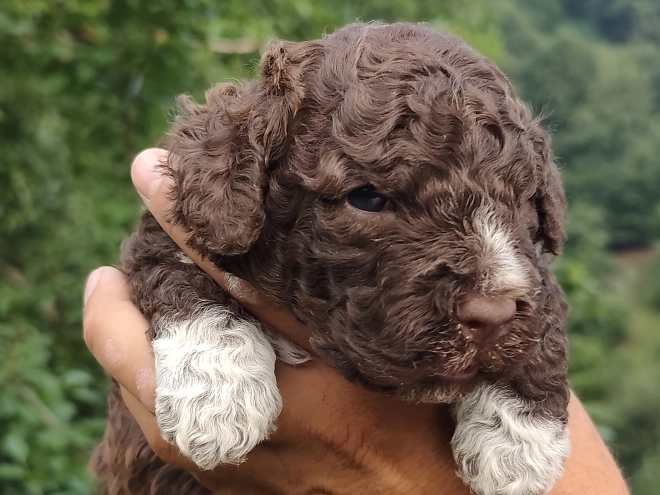 Lagotto Romagnolo puppy for sale