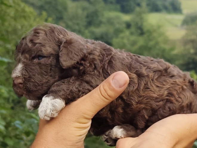 Lagotto Romagnolo puppy for sale