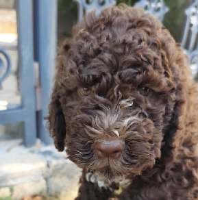 Lagotto Romagnolo puppy for sale