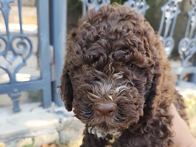 Lagotto Romagnolo puppy for sale