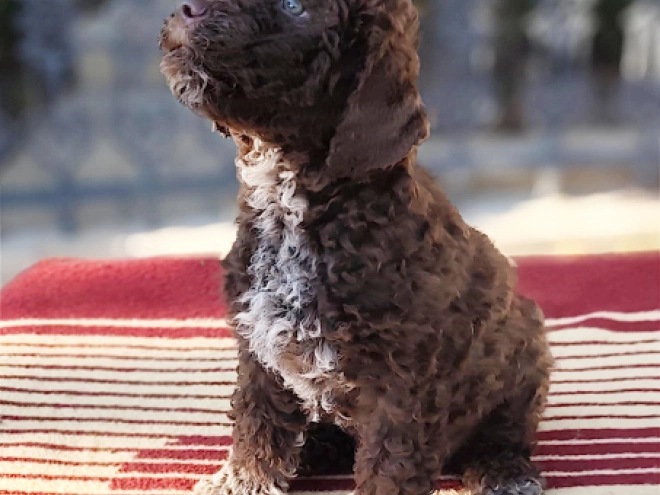 Lagotto Romagnolo puppy for sale