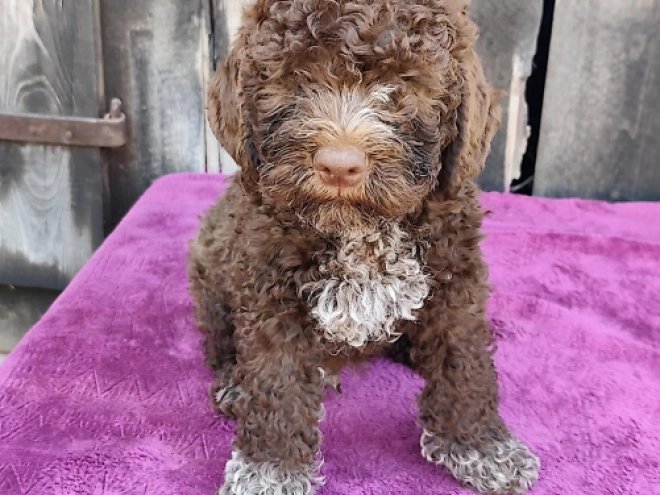 Lagotto Romagnolo puppy for sale