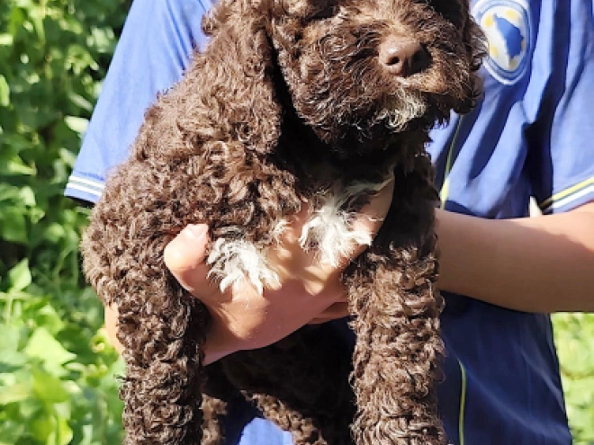 Lagotto Romagnolo puppy for sale