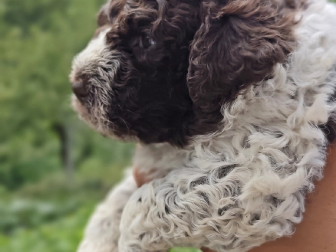 Lagotto Romagnolo puppy for sale