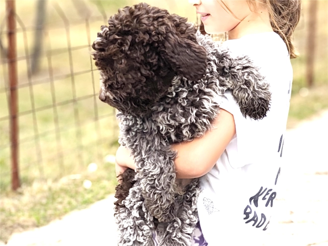 Lagotto Romagnolo puppy for sale