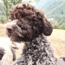 Biscotti, brown white Lagotto Romagnolo en venta