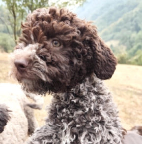 Lagotto Romagnolo puppy for sale