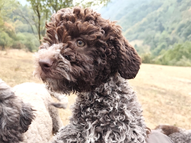 Lagotto Romagnolo puppy for sale