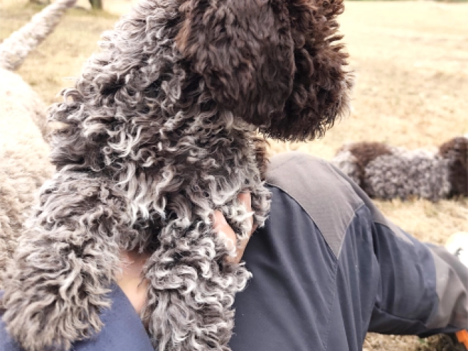 Lagotto Romagnolo puppy for sale