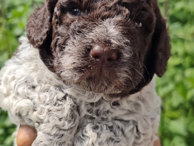 Lagotto Romagnolo puppy for sale