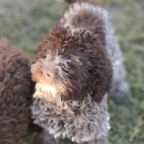 Biscotti, brown white Lagotto Romagnolo en venta