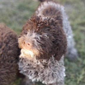 Lagotto Romagnolo puppy for sale