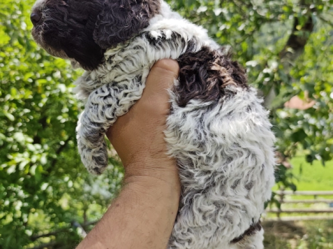 Lagotto Romagnolo puppy for sale