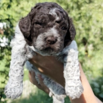 Biscotti, brown white Lagotto Romagnolo en venta
