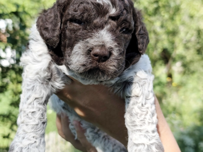 Lagotto Romagnolo puppy for sale