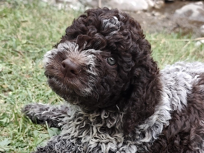 Lagotto Romagnolo puppy for sale