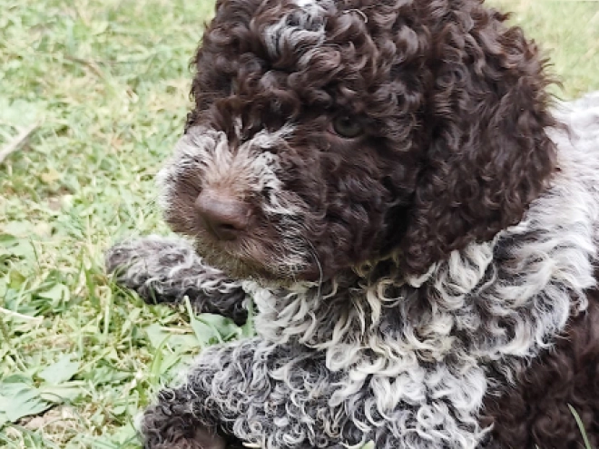 Lagotto Romagnolo puppy for sale