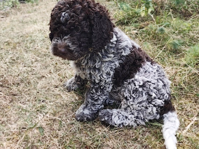 Lagotto Romagnolo puppy for sale