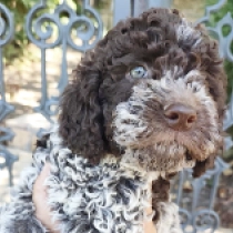 Biscotti, brown white Lagotto Romagnolo en venta