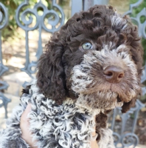 Lagotto Romagnolo puppy for sale