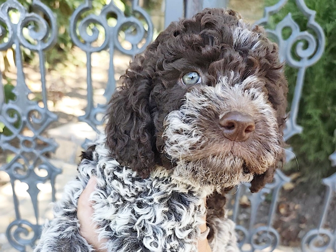 Lagotto Romagnolo puppy for sale
