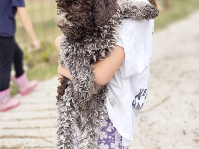 Lagotto Romagnolo puppy for sale