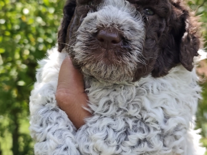 Lagotto Romagnolo puppy for sale
