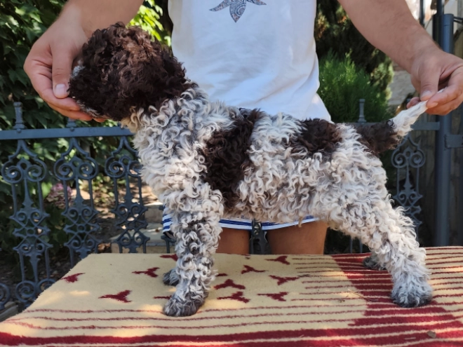 Lagotto Romagnolo puppy for sale