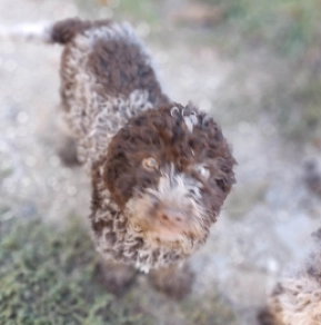 Lagotto Romagnolo puppy for sale
