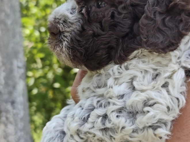 Lagotto Romagnolo puppy for sale