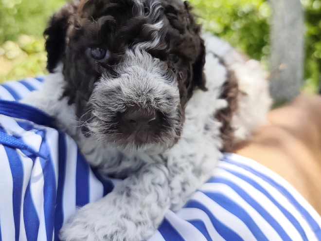 Lagotto Romagnolo puppy for sale