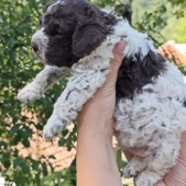 Lago, brown white Lagotto Romagnolo en venta