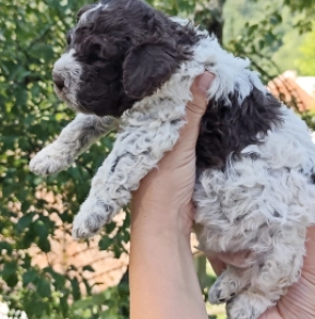 Lagotto Romagnolo puppy for sale