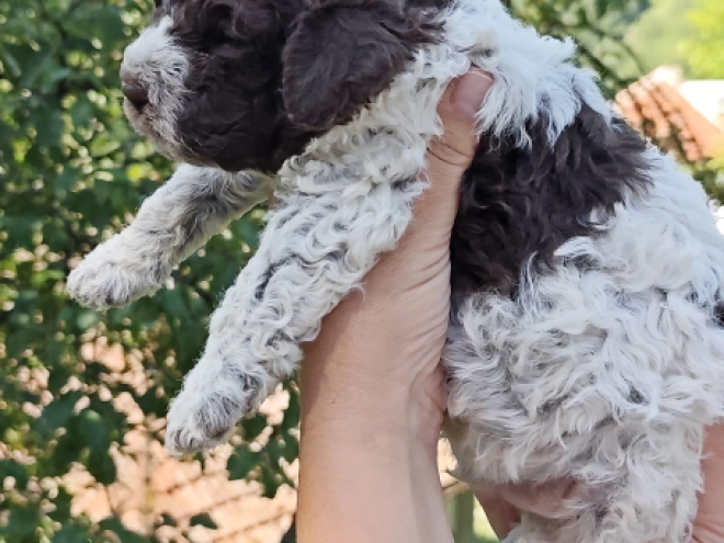 Lagotto Romagnolo puppy for sale