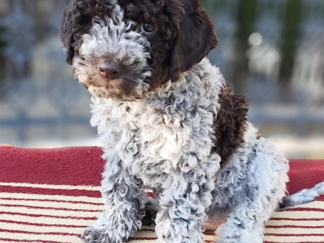 Lagotto Romagnolo puppy for sale