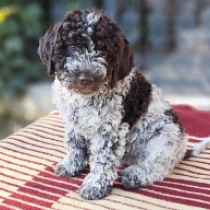 Lago, brown white Lagotto Romagnolo en venta