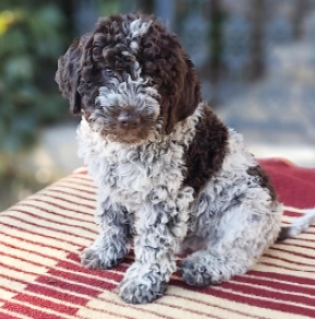 Lagotto Romagnolo puppy for sale