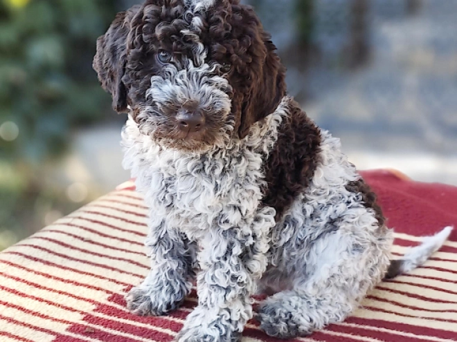 Lagotto Romagnolo puppy for sale
