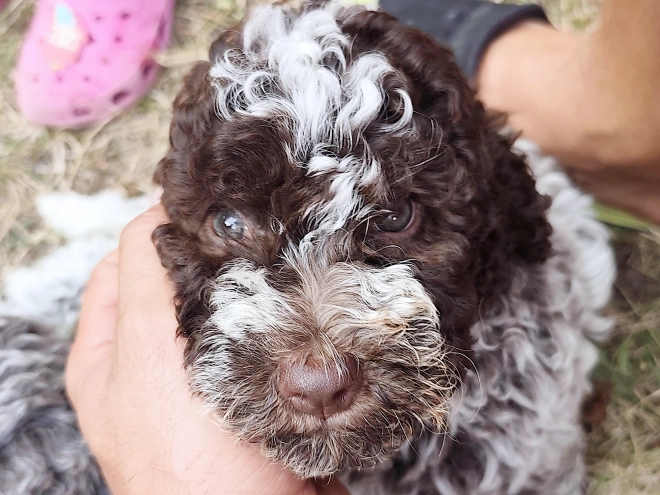 Lagotto Romagnolo puppy for sale