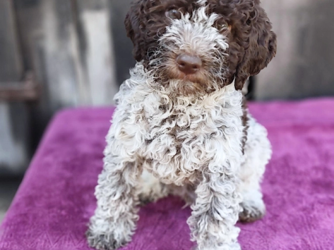 Lagotto Romagnolo puppy for sale