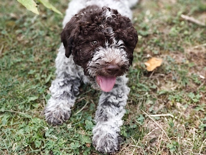 Lagotto Romagnolo puppy for sale