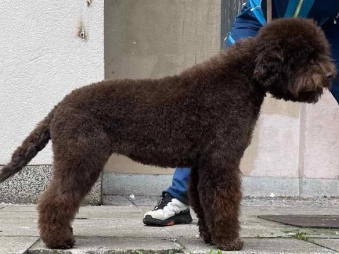 Lagotto Romagnolo puppy for sale