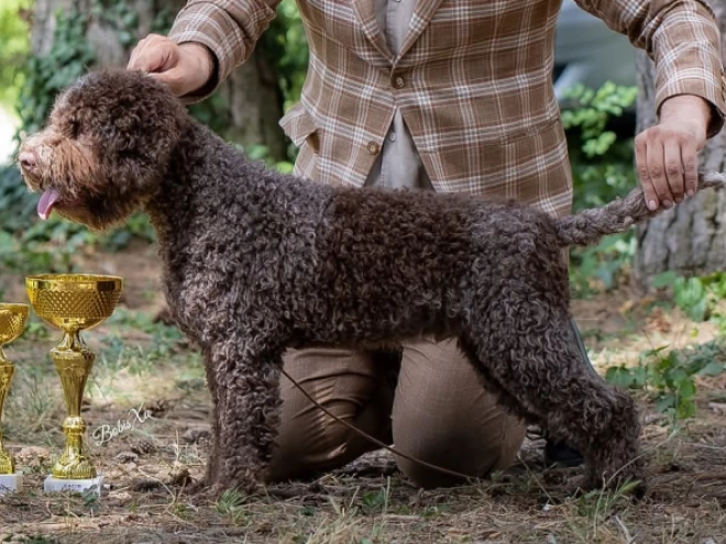 Lagotto Romagnolo puppy for sale