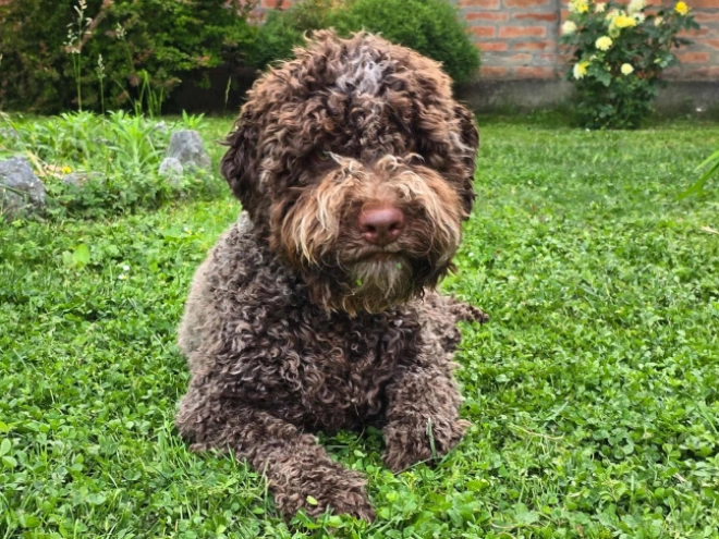 Lagotto Romagnolo puppy for sale