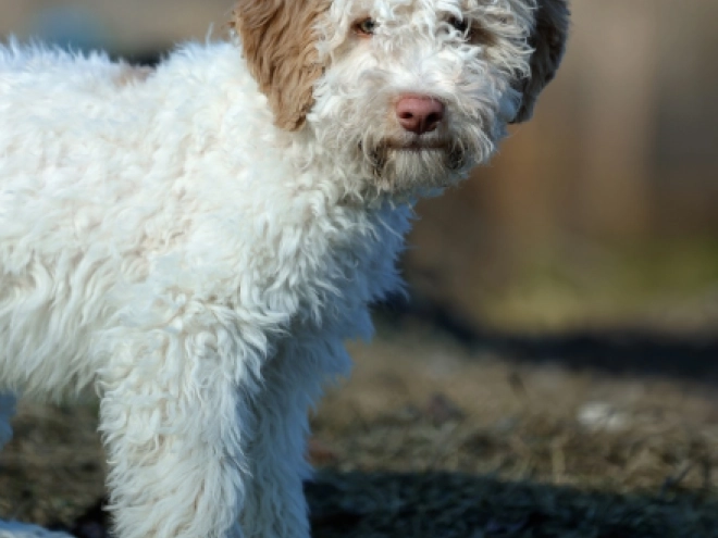 Lagotto Romagnolo puppy for sale