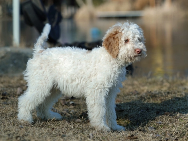 Lagotto Romagnolo puppy for sale