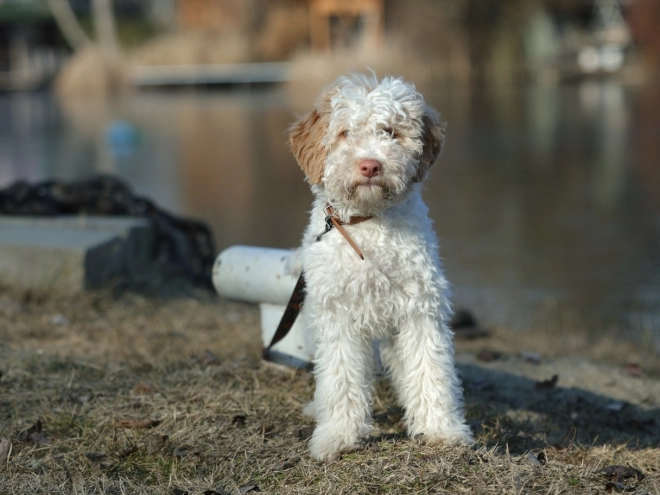 Lagotto Romagnolo puppy for sale