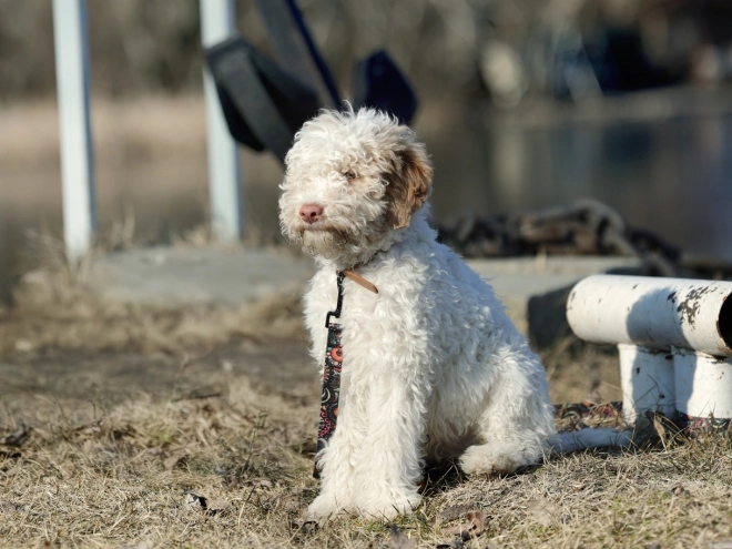Lagotto Romagnolo puppy for sale